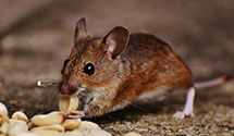 24 Hour & Emergency Exterminators in Middletown, NY